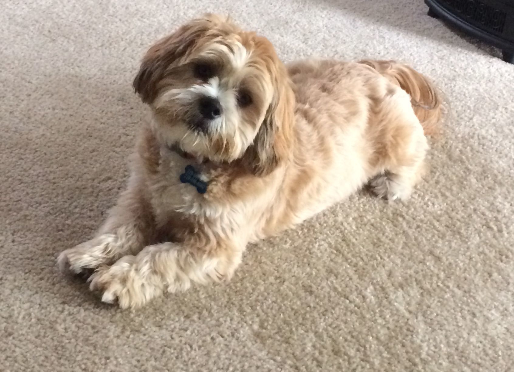 National Dog Day